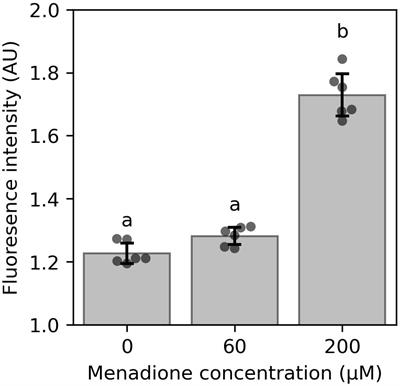 Isotopically non-stationary metabolic flux analysis of heterotrophic Arabidopsis thaliana cell cultures